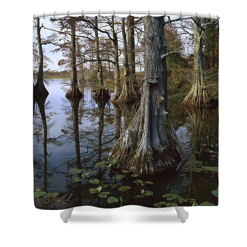 00174916 Shower Curtain featuring the photograph Bald Cypress At Upper Blue Basin This by Tim Fitzharris