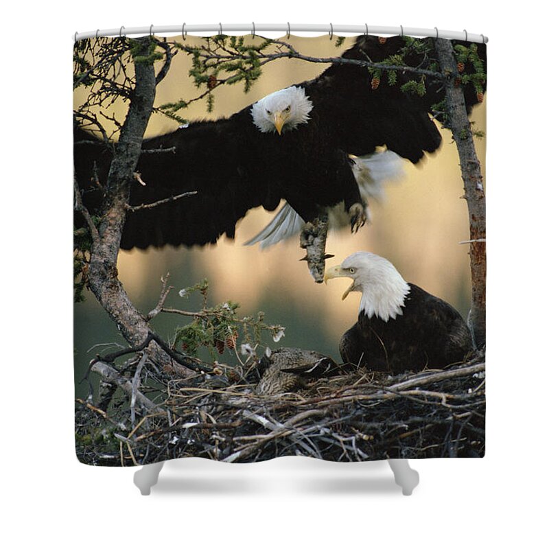 Mp Shower Curtain featuring the photograph Bald Eagle Haliaeetus Leucocephalus by Michael Quinton