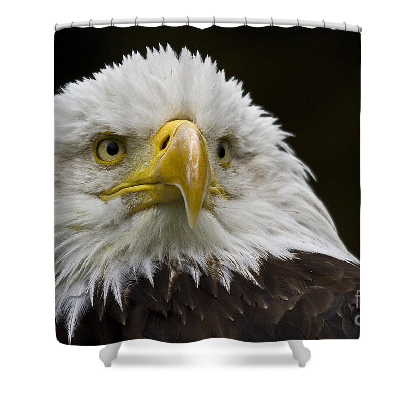 Eagle Shower Curtain featuring the photograph Bald Eagle The American Icon - 2 by Heiko Koehrer-Wagner