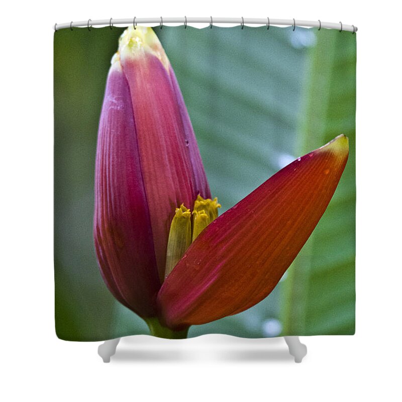 Nature Shower Curtain featuring the photograph Banana Heart by Heiko Koehrer-Wagner