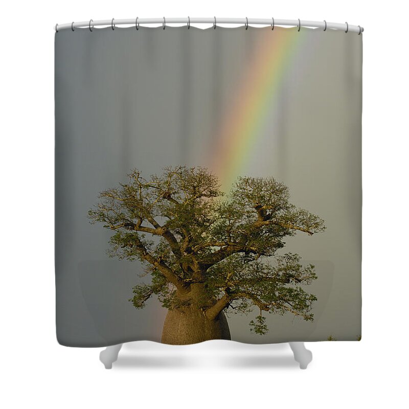 Mp Shower Curtain featuring the photograph Baobab Adansonia Sp And Rainbow by Pete Oxford