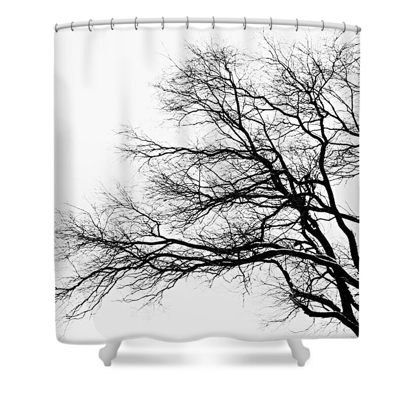 Photography Shower Curtain featuring the photograph Bare Tree Silhouette by Larry Ricker