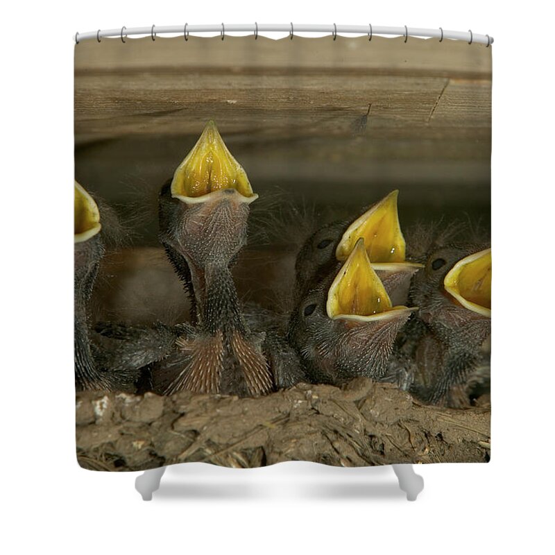 Mp Shower Curtain featuring the photograph Barn Swallow Hirundo Rustica Chicks by Cyril Ruoso