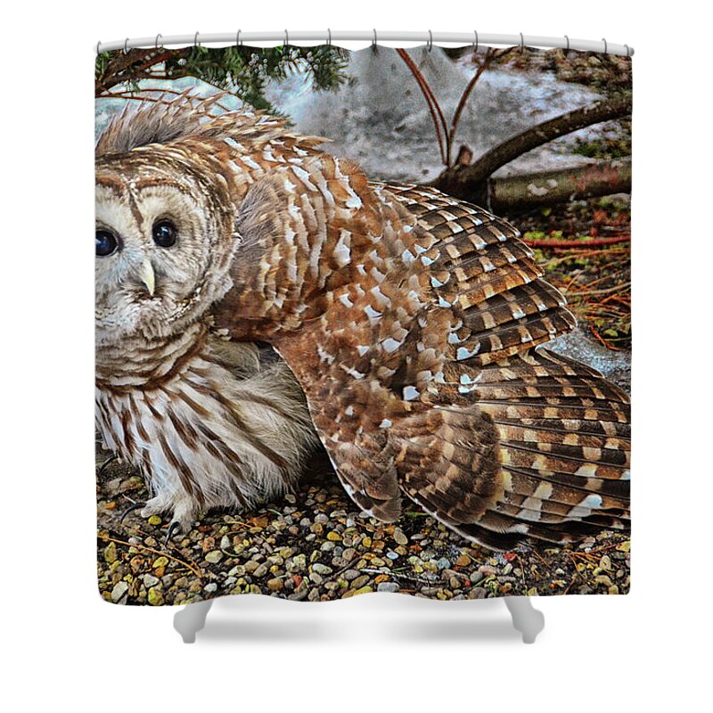 Barred Owl Shower Curtain featuring the photograph Barred Owl Warning by Peg Runyan