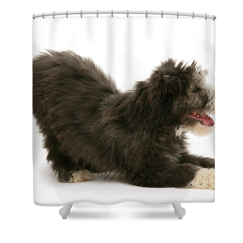 Animal Shower Curtain featuring the photograph Bearded Collie Pup by Mark Taylor