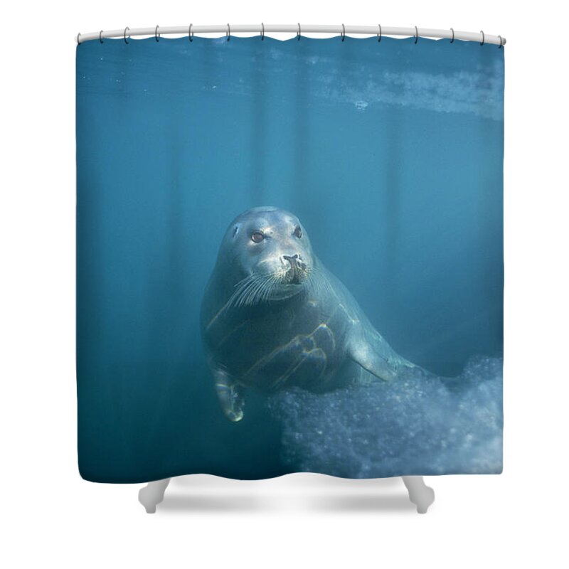 00123513 Shower Curtain featuring the photograph Bearded Seal Underwater Norway by Flip Nicklin