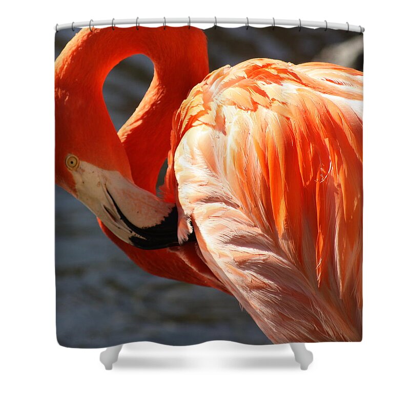 Flamingo Shower Curtain featuring the photograph Beautiful Bird by Kim Galluzzo