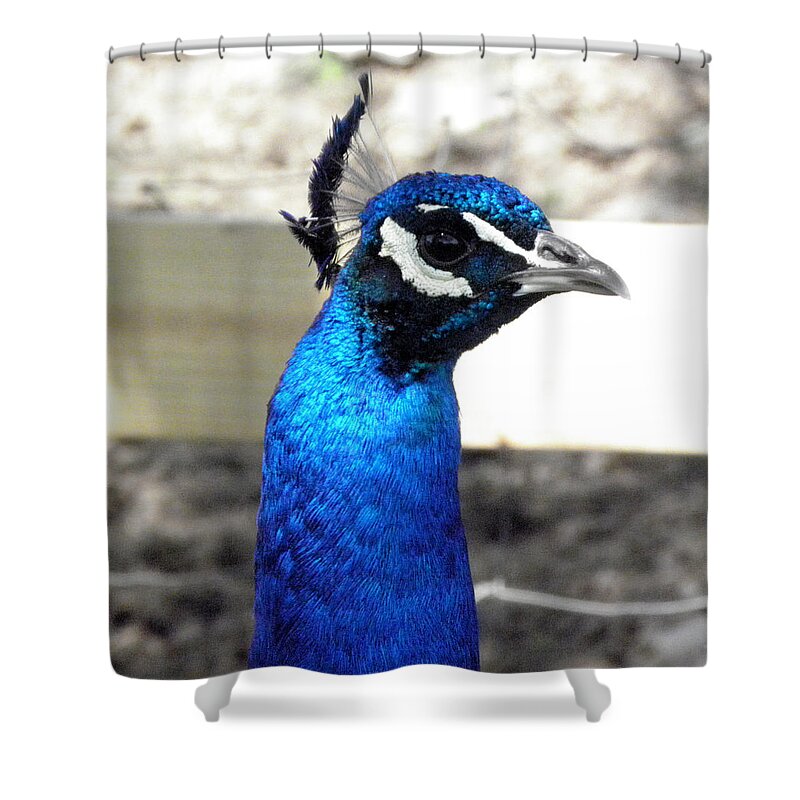 Peacock Shower Curtain featuring the photograph Beautiful blues by Kim Galluzzo Wozniak