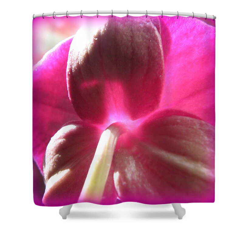 Orchid Shower Curtain featuring the photograph Beauty From Behind by Kim Galluzzo