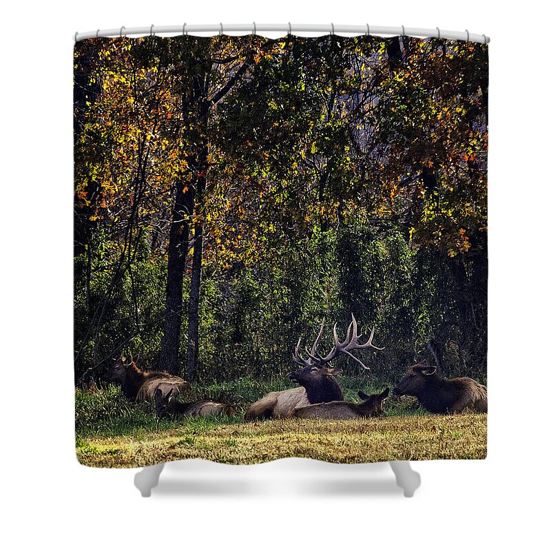 Bull Elk Shower Curtain featuring the photograph Bedding Down by Michael Dougherty