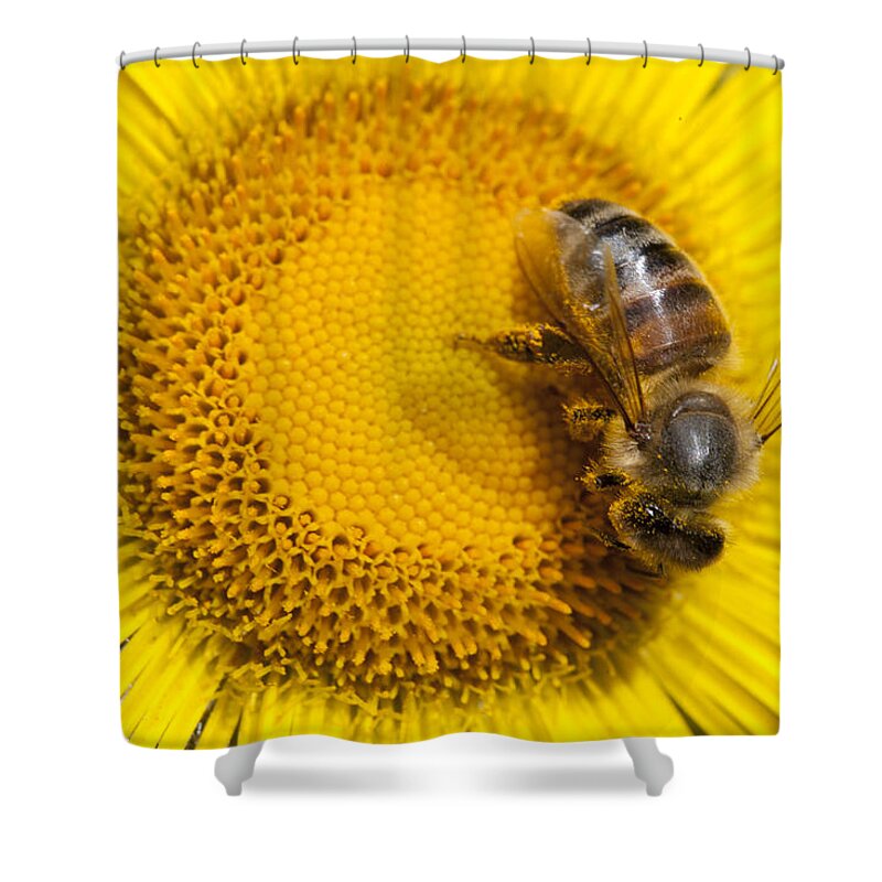 Mp Shower Curtain featuring the photograph Bee Apidae On Alpine Sunflower by Matthias Breiter