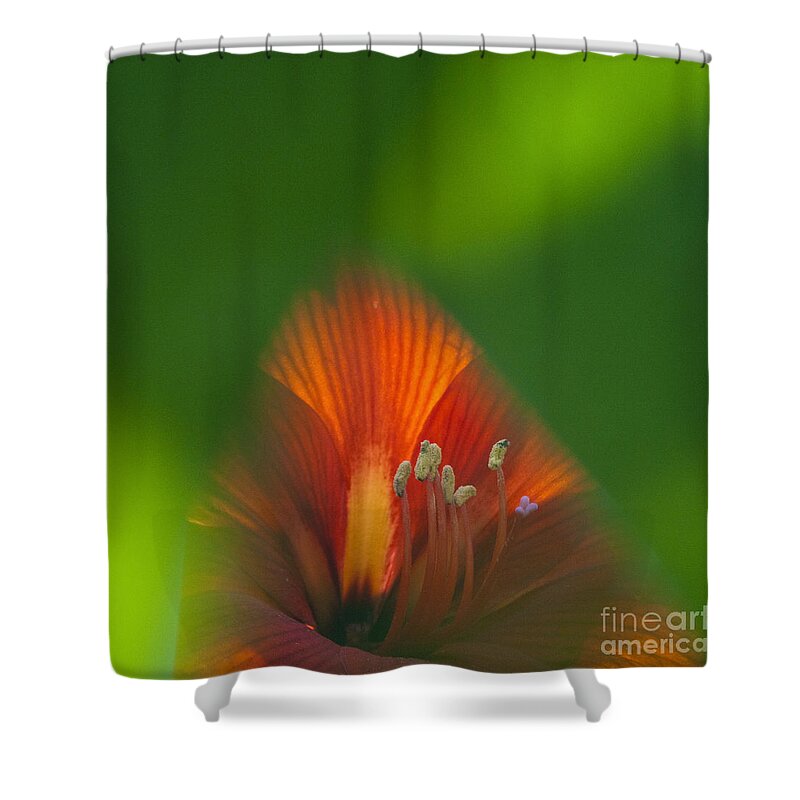 Heiko Shower Curtain featuring the photograph Belladonna Lily closeup by Heiko Koehrer-Wagner