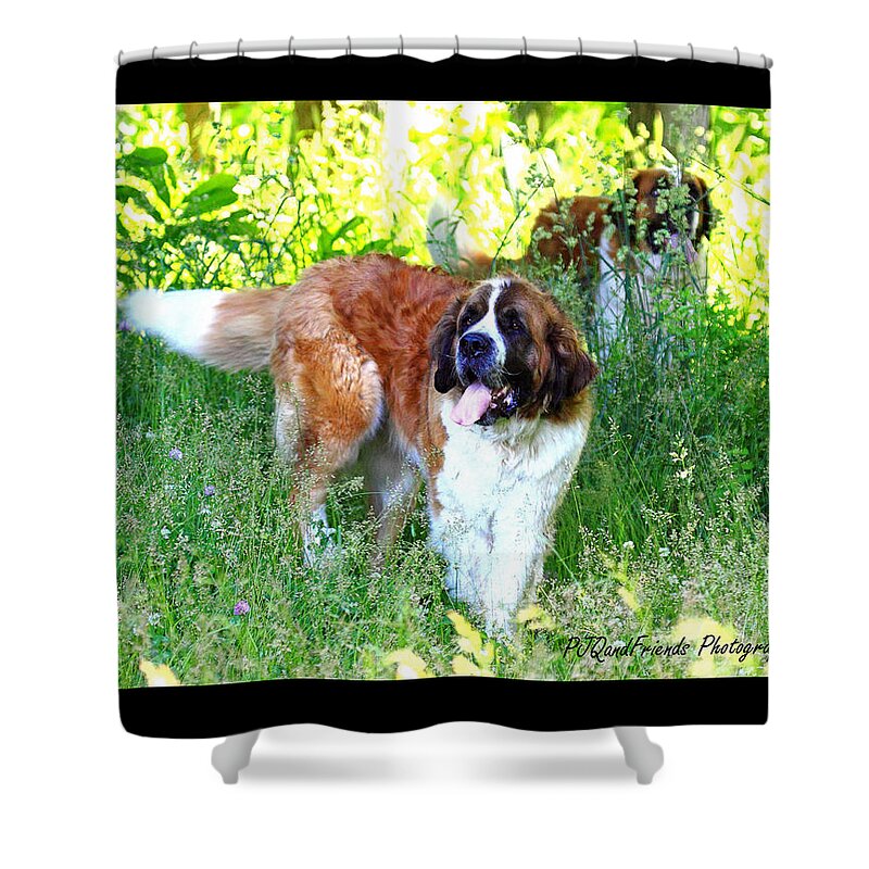 St. Bernards Shower Curtain featuring the photograph 'Betty and Lou' by PJQandFriends Photography