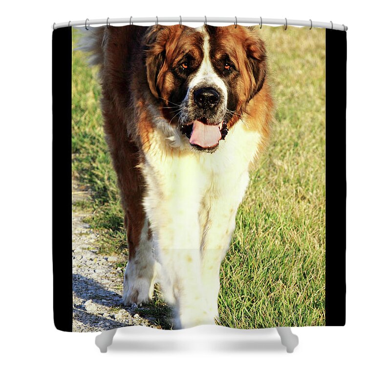  Shower Curtain featuring the photograph 'Betty Lou of Crescent Farm' by PJQandFriends Photography