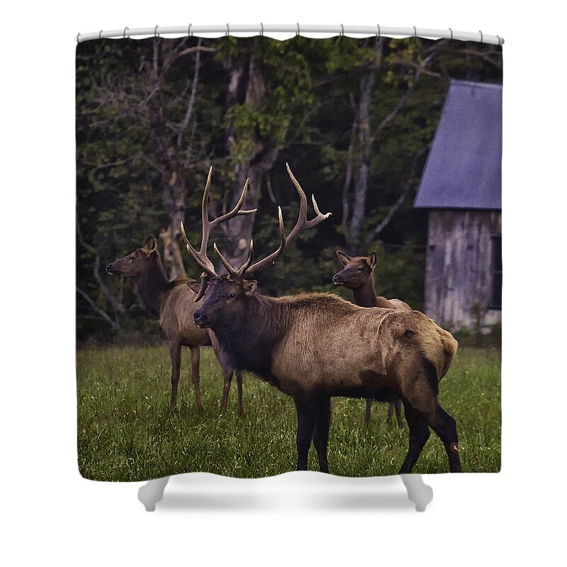 Bull Elk Shower Curtain featuring the photograph Big Bull in Lost Valley by Michael Dougherty