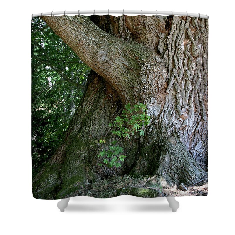 Tree Shower Curtain featuring the photograph Big Fat Tree Trunk by Lorraine Devon Wilke