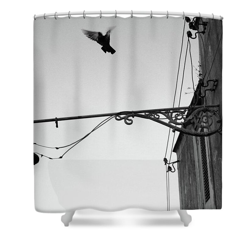 Bird Shower Curtain featuring the photograph Bird Flying by La Dolce Vita