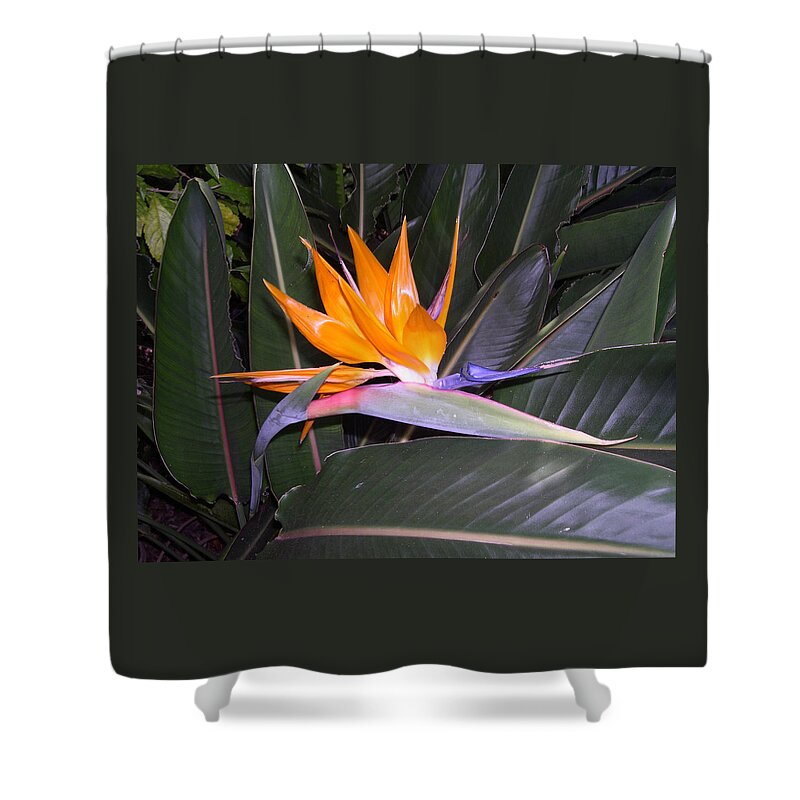 bird Of Paradise Shower Curtain featuring the digital art Bird of Paradise by Claude McCoy