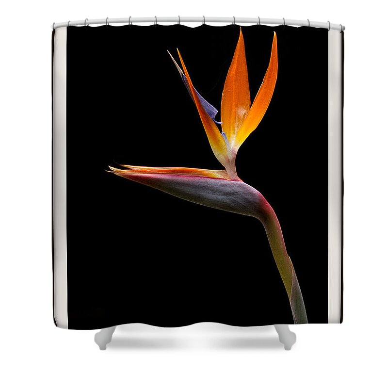Flower Shower Curtain featuring the photograph Bird of Paradise by Farol Tomson