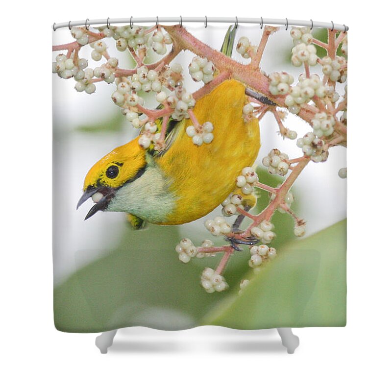 Yellow Bird Shower Curtain featuring the photograph Bird with Berry by Tom and Pat Cory