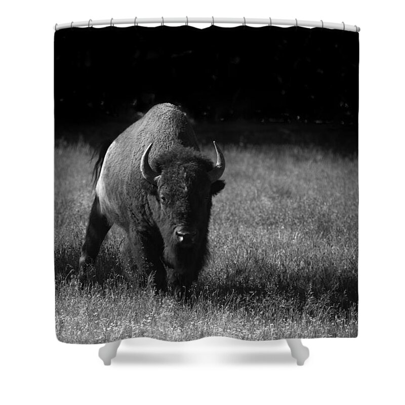 Mammal Shower Curtain featuring the photograph Bison by Ralf Kaiser