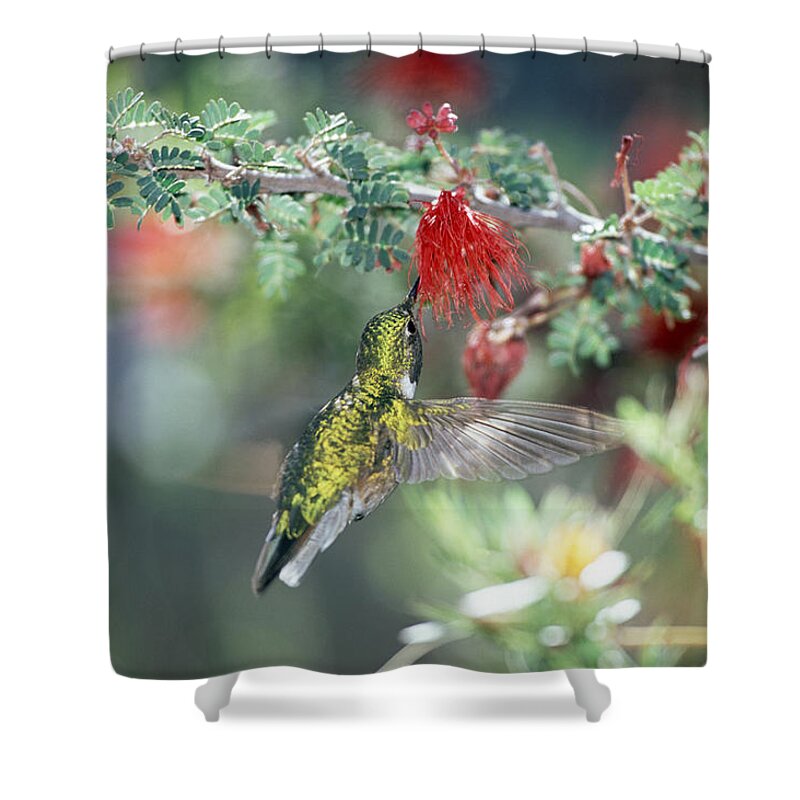 Mp Shower Curtain featuring the photograph Black-chinned Hummingbird Archilochus by Konrad Wothe