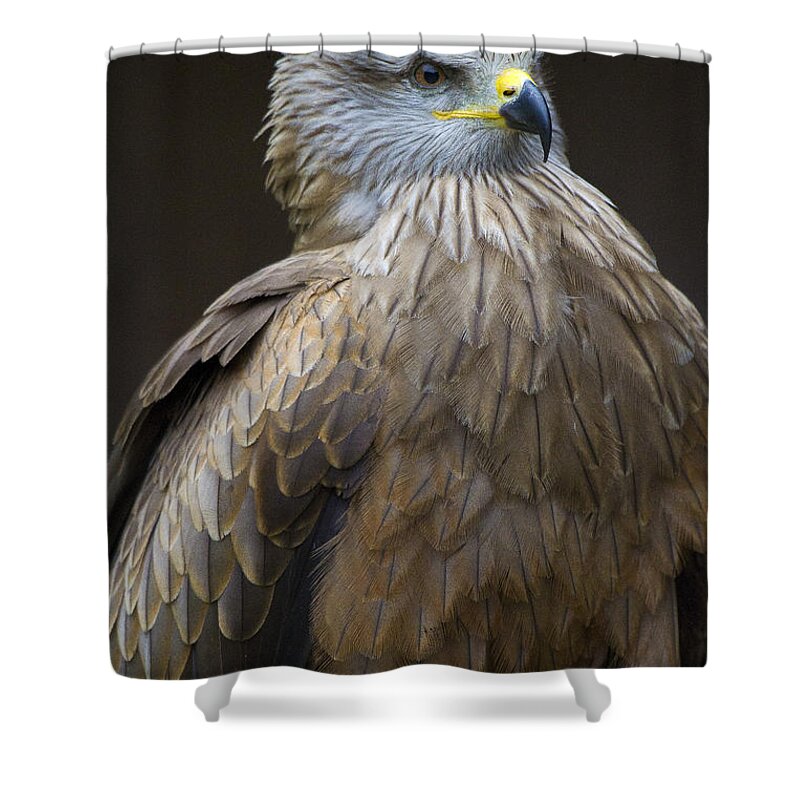 Bird Of Prey Shower Curtain featuring the photograph Black Kite 4 by Heiko Koehrer-Wagner