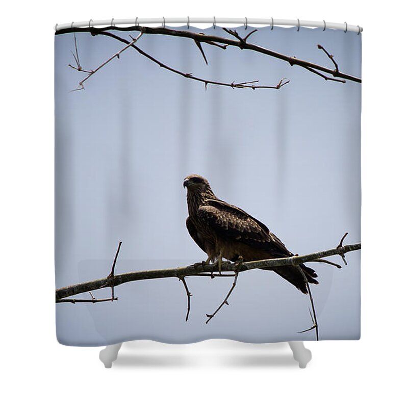 Black Kite Shower Curtain featuring the photograph Black Kite by SAURAVphoto Online Store
