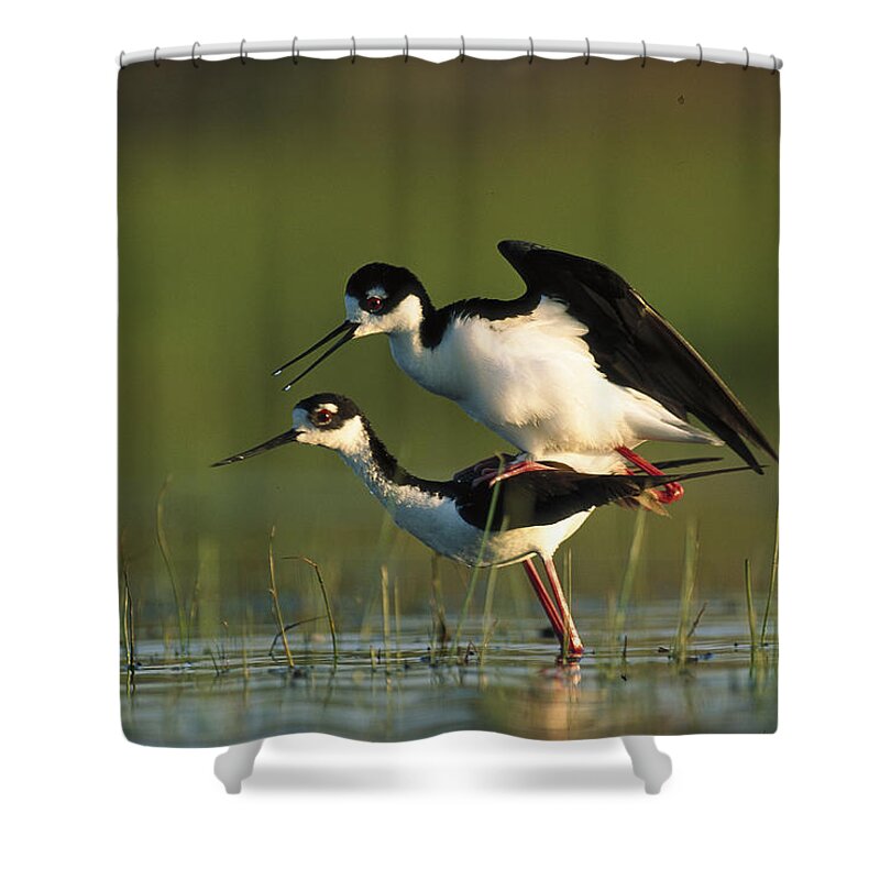 00171647 Shower Curtain featuring the photograph Black Necked Stilt Couple Mating North by Tim Fitzharris