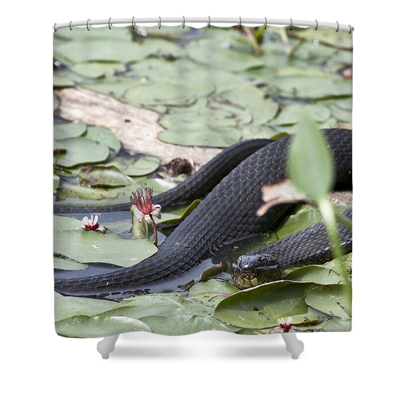 Water Lily Shower Curtain featuring the photograph Snake in the Lillies by Jeannette Hunt