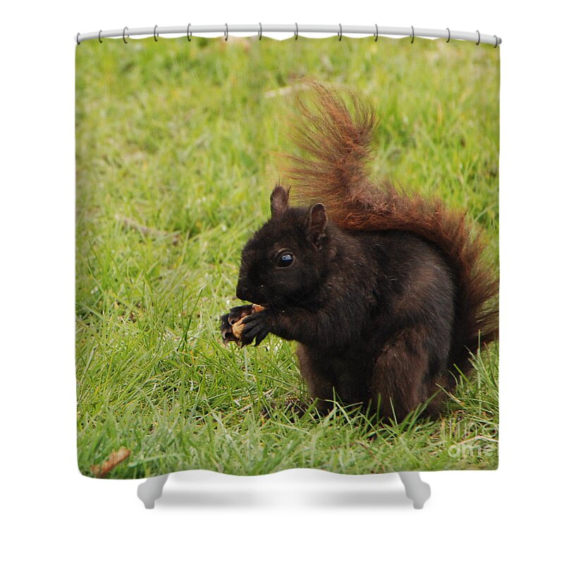 Black Shower Curtain featuring the photograph Black Squirel Dines by Grace Grogan