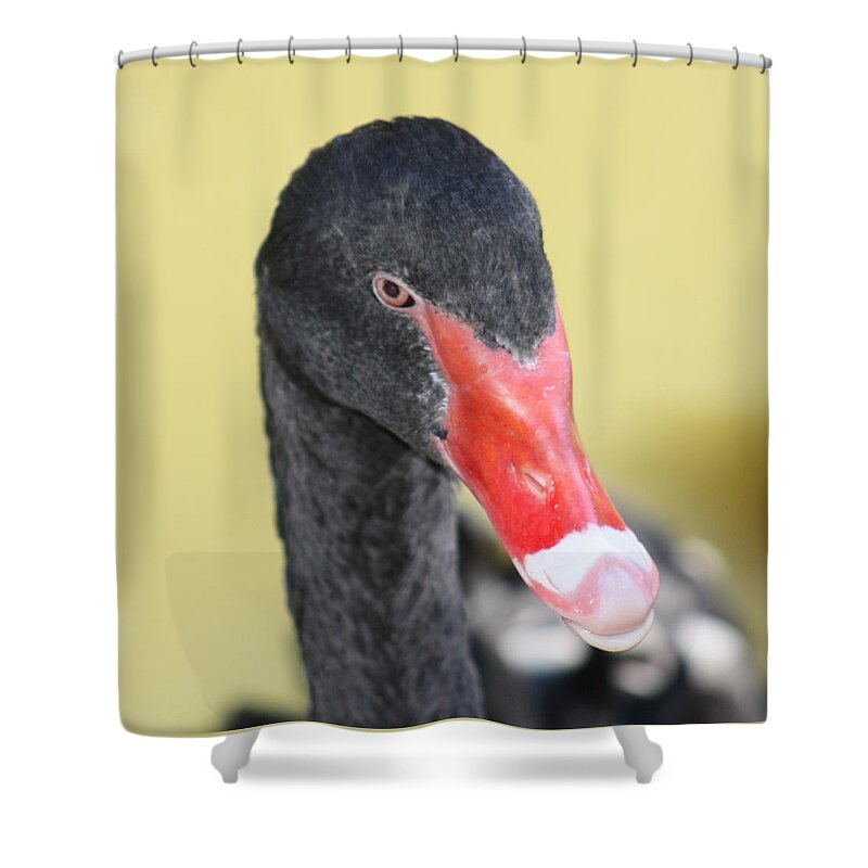 Black Shower Curtain featuring the photograph Black Swan by Kim Galluzzo Wozniak