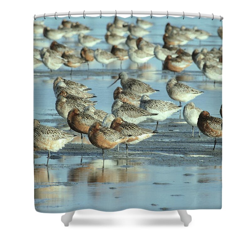 Fn Shower Curtain featuring the photograph Black-tailed Godwit Limosa Limosa Flock by Flip De Nooyer