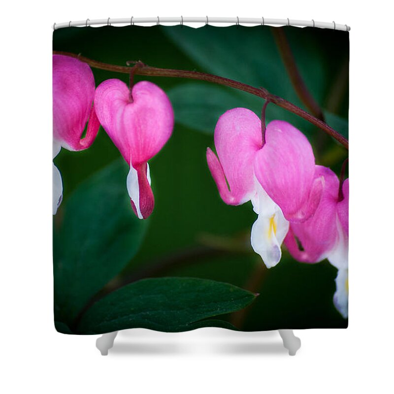 Flower Shower Curtain featuring the photograph Bleeding Hearts 002 by Larry Carr