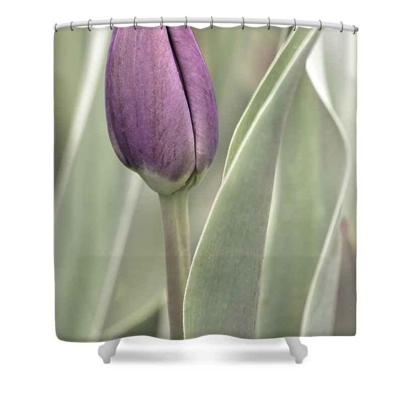 Cincinnati Shower Curtain featuring the photograph Blooming Tulip by Keith Allen