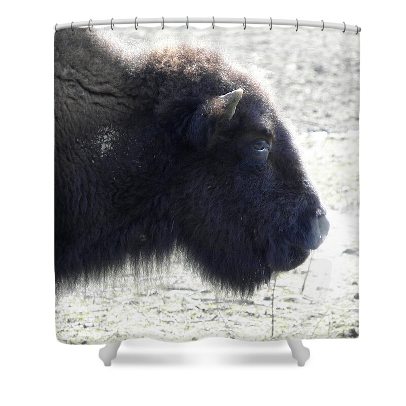 Buffalo Shower Curtain featuring the photograph Blowing Some Steam Off by Kim Galluzzo
