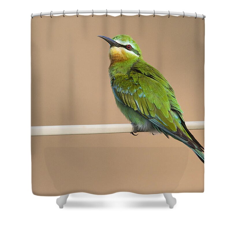 00481394 Shower Curtain featuring the photograph Blue Cheeked Bee Eater Hawf Protected by Sebastian Kennerknecht