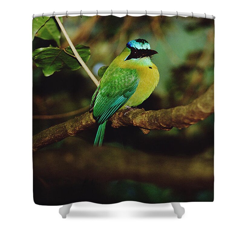 Mp Shower Curtain featuring the photograph Blue-crowned Motmot Momotus Momota by Mark Moffett