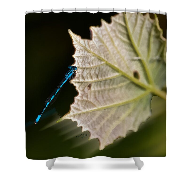 Dragonfly Shower Curtain featuring the photograph Blue Damsel on Leaf by DigiArt Diaries by Vicky B Fuller