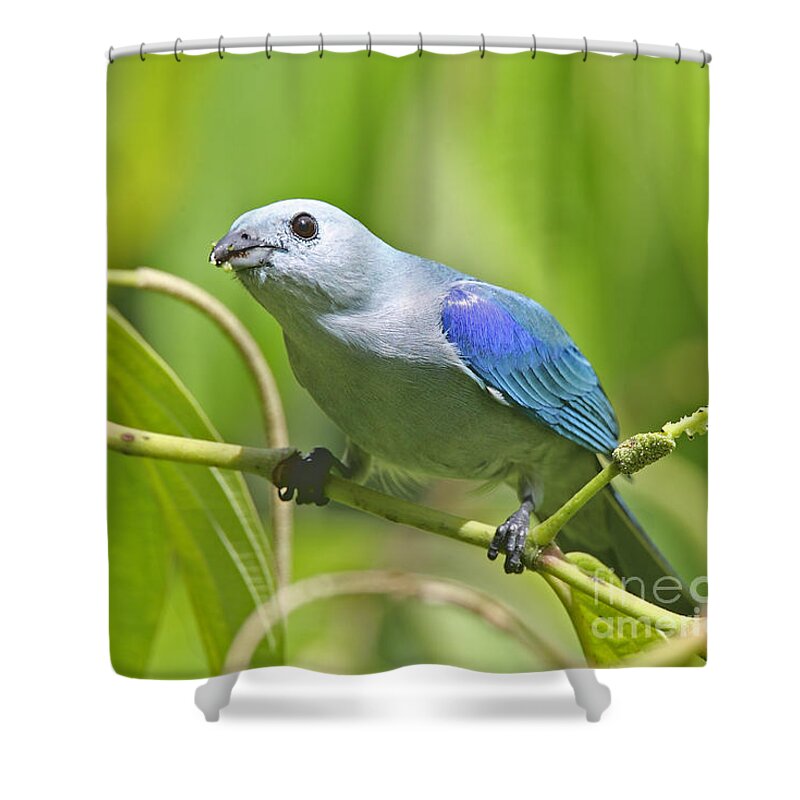 Animal Shower Curtain featuring the photograph Blue-grey Tanager by Jean-Luc Baron