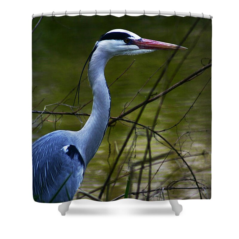 Vondelpark Shower Curtain featuring the photograph Blue Heron Vondelpark Amsterdam by Benjamin Dahl