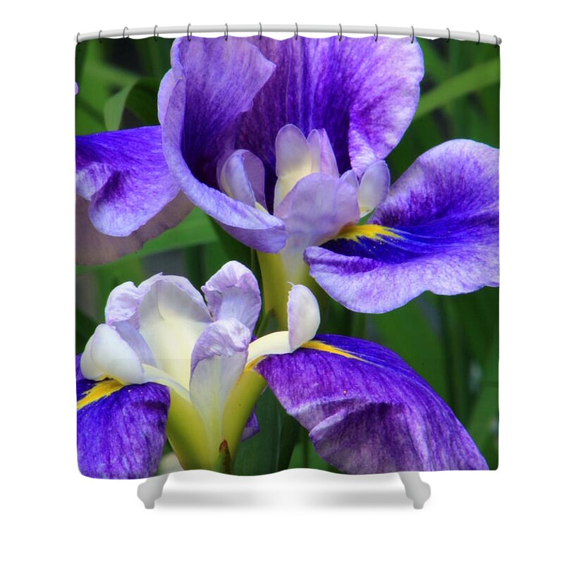 Iris Shower Curtain featuring the photograph Blue Irises by Deborah Crew-Johnson