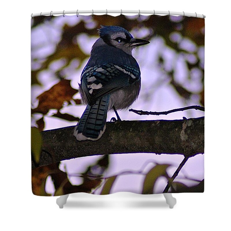 Blue Shower Curtain featuring the photograph Blue Jay by Joe Faherty