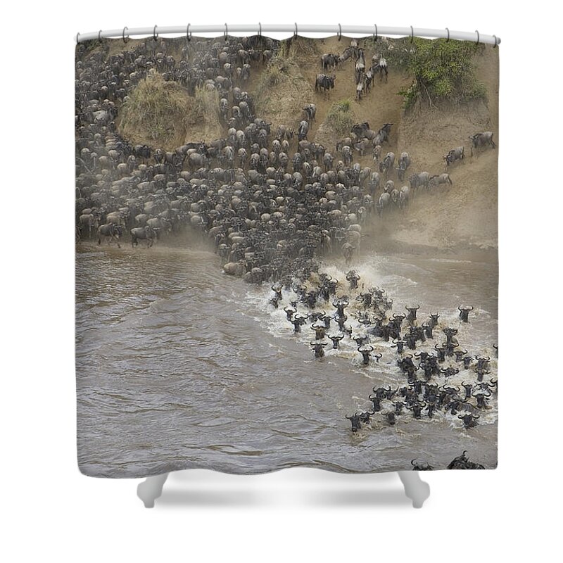 00761234 Shower Curtain featuring the photograph Blue Wildebeest Migrating Across Mara by Suzi Eszterhas