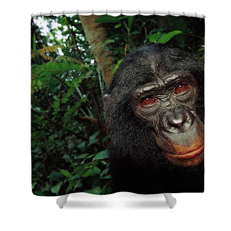 Mp Shower Curtain featuring the photograph Bonobo Pan Paniscus, Portrait by Cyril Ruoso
