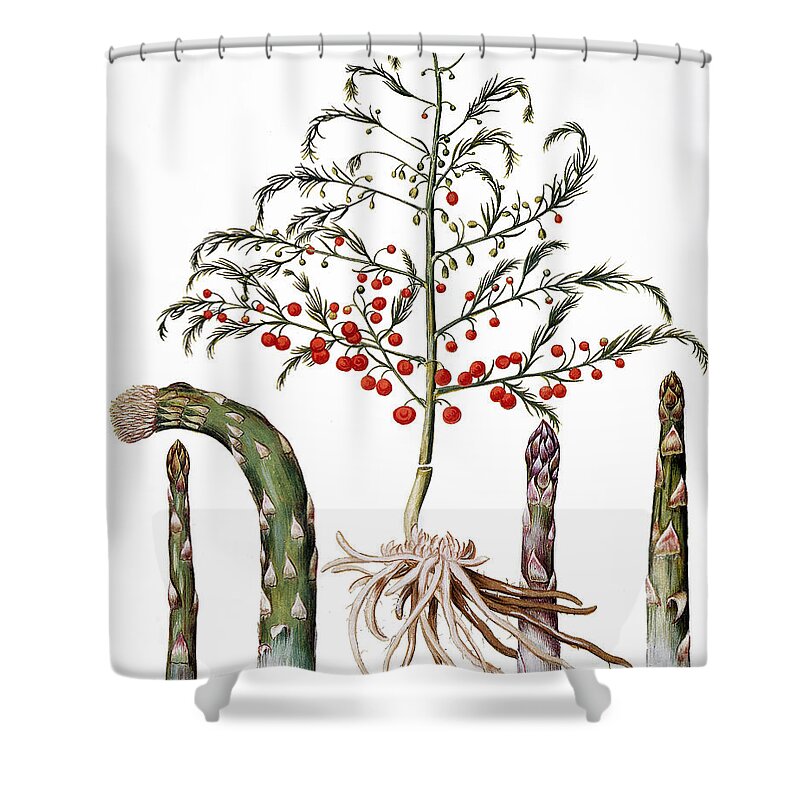 1613 Shower Curtain featuring the photograph Botany: Asparagus, 1613 by Granger