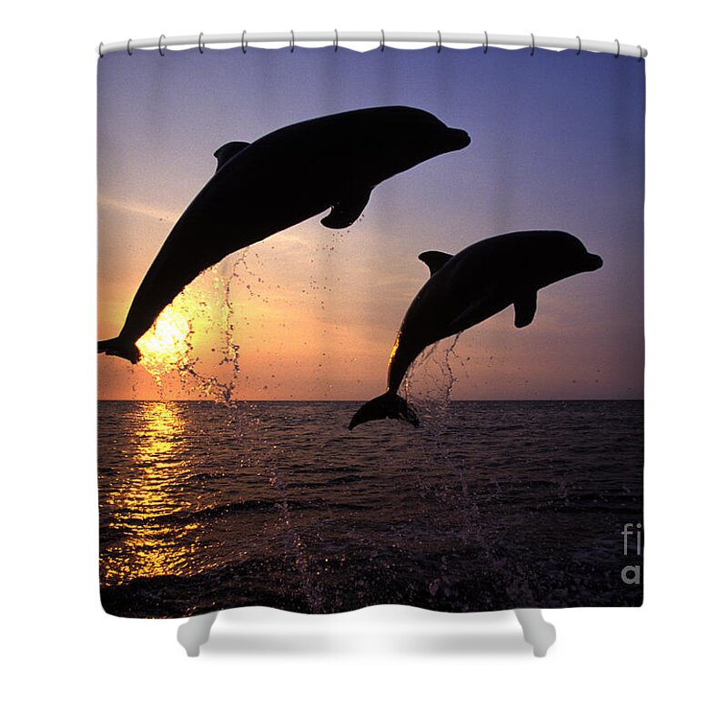 Cetacean Shower Curtain featuring the photograph Bottlenose Dolphins by Francois Gohier and Photo Researchers