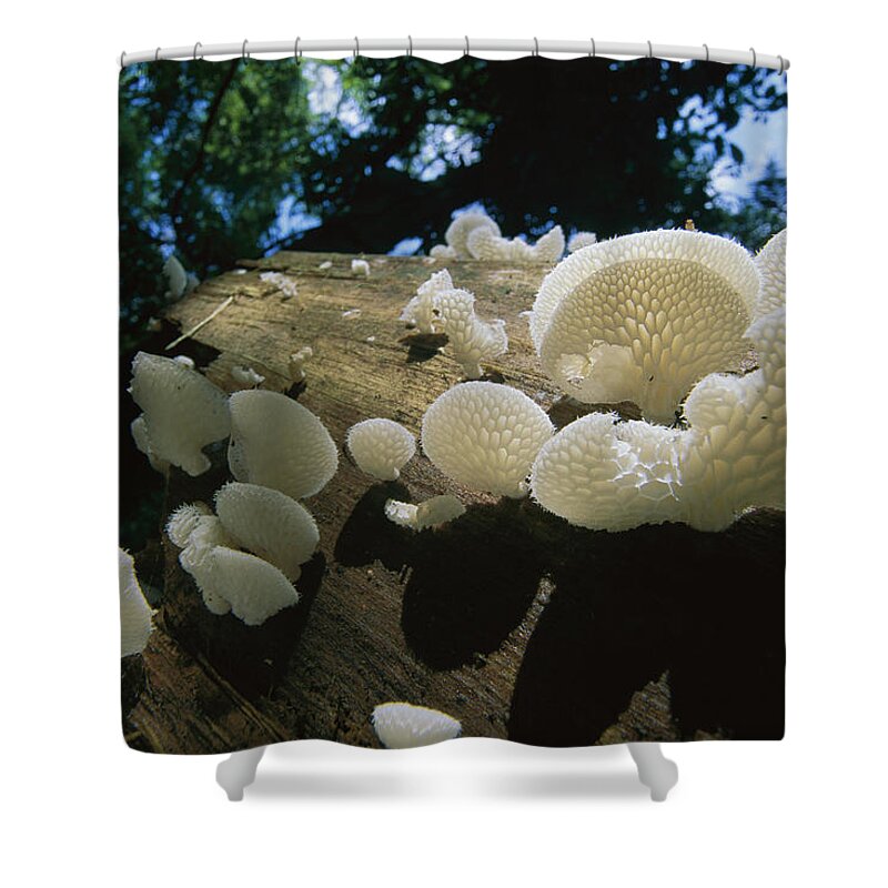 Mp Shower Curtain featuring the photograph Bracket Fungus Favolus Brasiliensis by Christian Ziegler