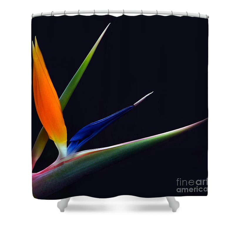 Strelitzia Shower Curtain featuring the photograph Bright Bird of Paradise square frame by Byron Varvarigos