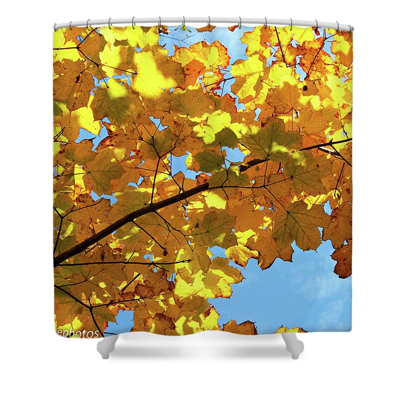 Autumn Shower Curtain featuring the photograph Brilliant Imperfections by Rachel Cohen